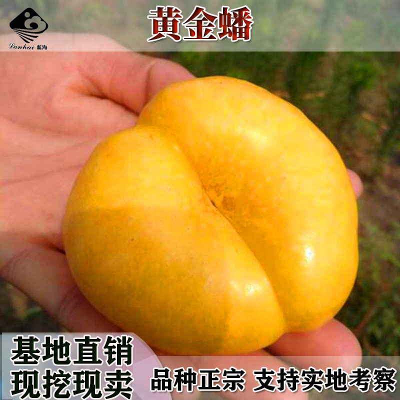 嫁接黄金蟠桃树苗6-6中油蟠7-7油蟠36-3桃苗9号5