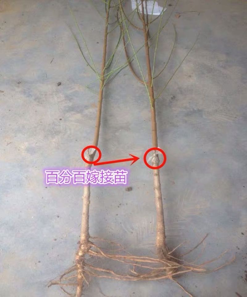 嫁接黄金蟠桃树苗6-6中油蟠7-7油蟠36-3桃苗9号5