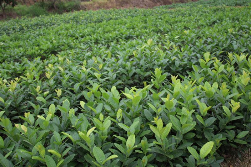 香水柠檬台湾四季香水树苗四季柠檬苗南北方种植柠檬苗