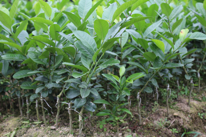 香水柠檬台湾四季香水树苗四季柠檬苗南北方种植柠檬苗