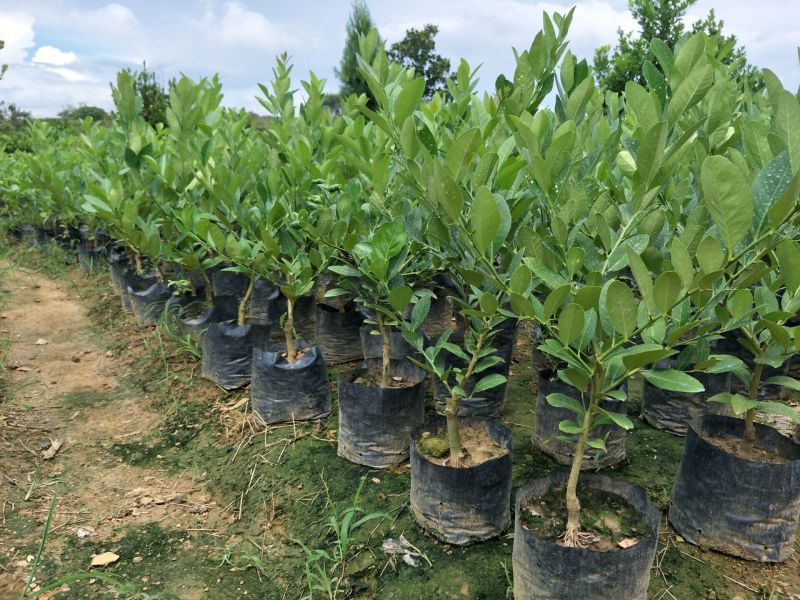 香水柠檬台湾四季香水树苗四季柠檬苗南北方种植柠檬苗
