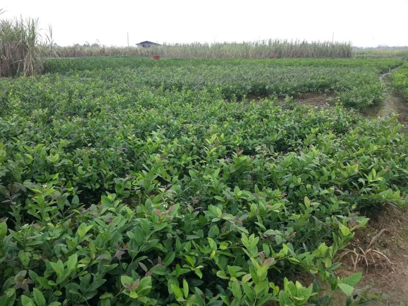 香水柠檬台湾四季香水树苗四季柠檬苗南北方种植柠檬苗