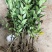 香水柠檬台湾四季香水树苗四季柠檬苗南北方种植柠檬苗