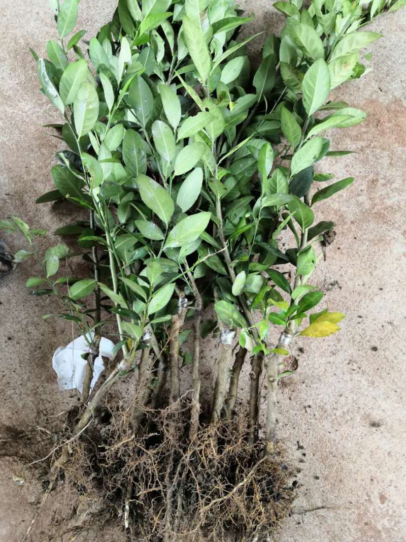 香水柠檬台湾四季香水树苗四季柠檬苗南北方种植柠檬苗