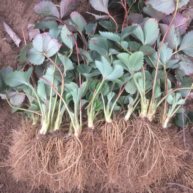 【放心苗】草莓苗红颜草莓苗提供技术欢迎咨询