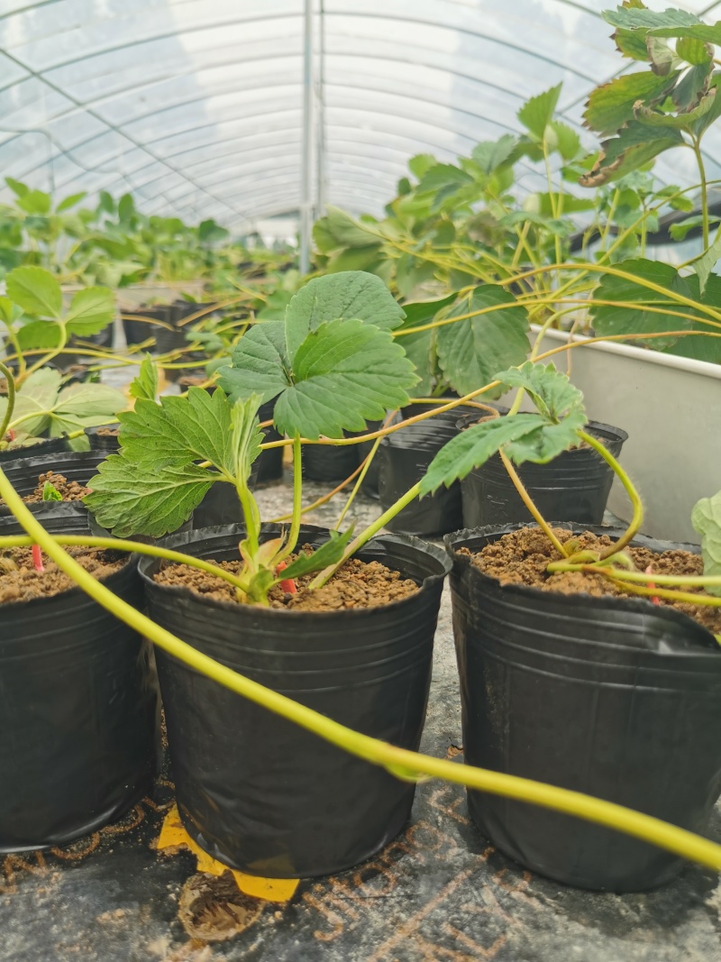 【放心苗】草莓苗红颜草莓苗提供技术欢迎咨询