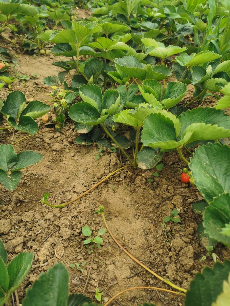 【放心苗】草莓苗红颜草莓苗提供技术欢迎咨询