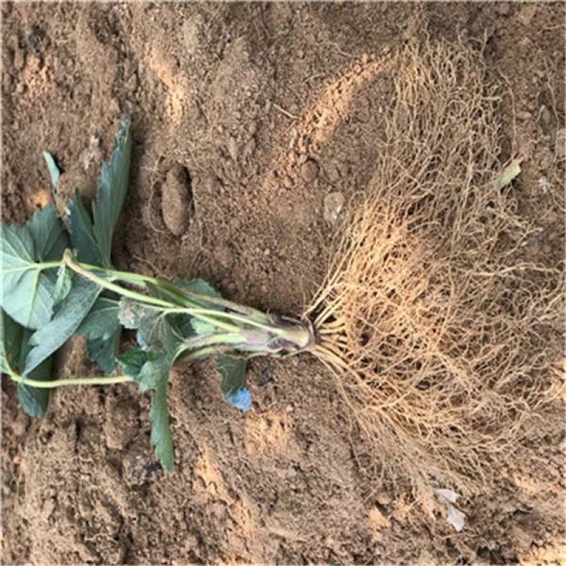 【放心苗】草莓苗红颜草莓苗提供技术欢迎咨询