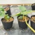 【放心苗】草莓苗红颜草莓苗提供技术欢迎咨询