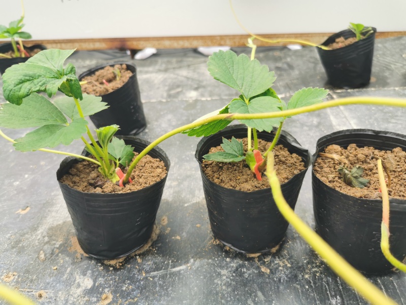 【放心苗】草莓苗红颜草莓苗提供技术欢迎咨询