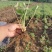 【放心苗】草莓苗红颜草莓苗提供技术欢迎咨询
