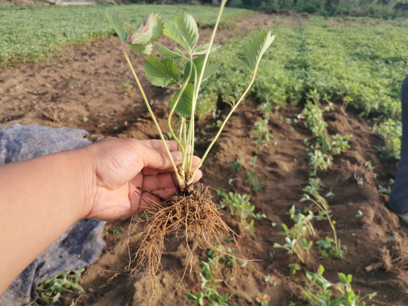 【放心苗】草莓苗红颜草莓苗提供技术欢迎咨询