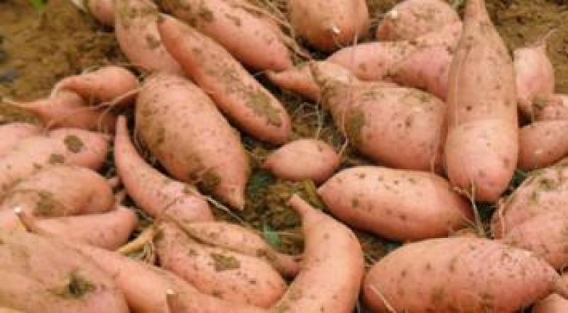 【推荐商家】湖北精品龙薯九号口感好价格优美量大从优