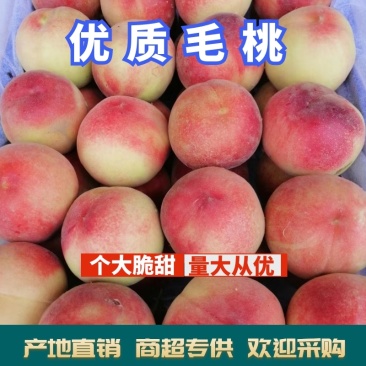 【🔥量大从优】优质毛桃基地直供口感脆甜电话咨询