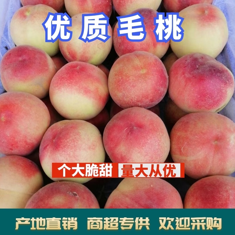 【🔥量大从优】优质毛桃基地直供口感脆甜电话咨询