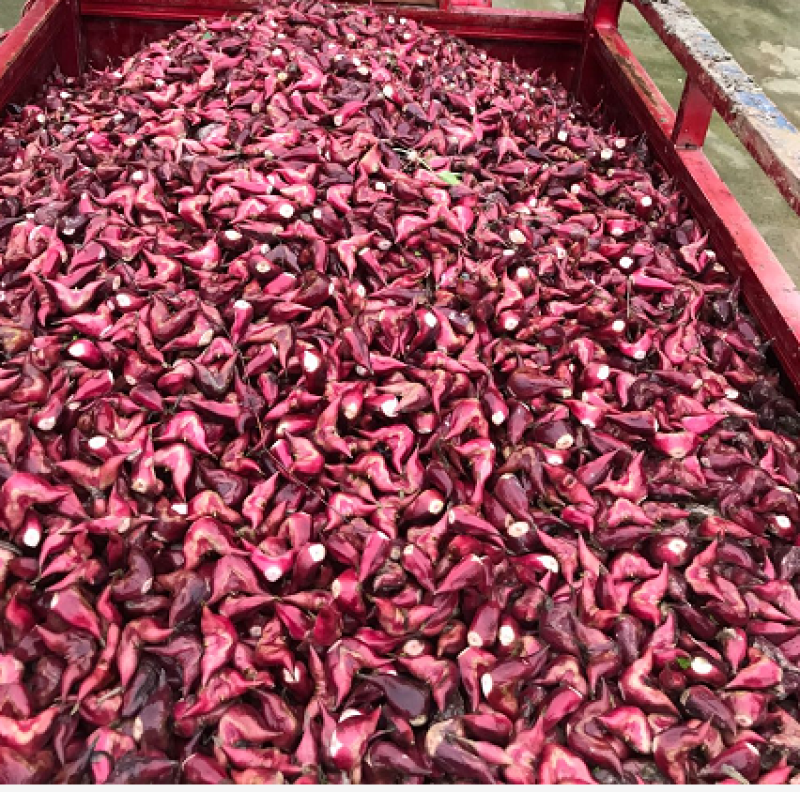 菱角直供现摘鲜嫩红菱角大青菱角