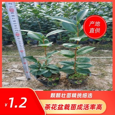 茶花10-13杯小规格自家花圃种植一手货源视频看货放心选