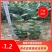 茶花10-13杯小规格自家花圃种植一手货源视频看货放心选