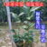 茶花10-13杯小规格自家花圃种植一手货源视频看货放心选