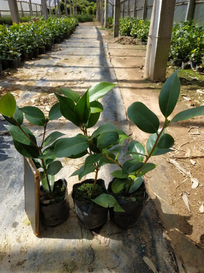 茶花10-13杯小规格自家花圃种植一手货源视频看货放心选