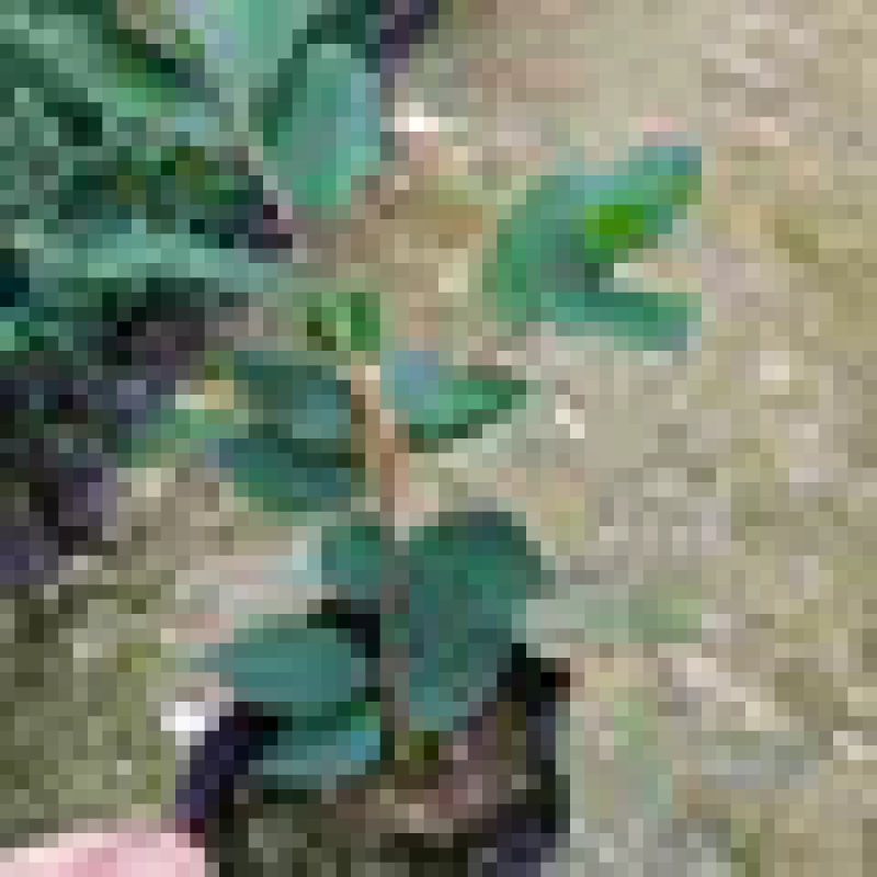 茶花10-13杯小规格自家花圃种植一手货源视频看货放心选