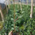 茶花10-13杯小规格自家花圃种植一手货源视频看货放心选