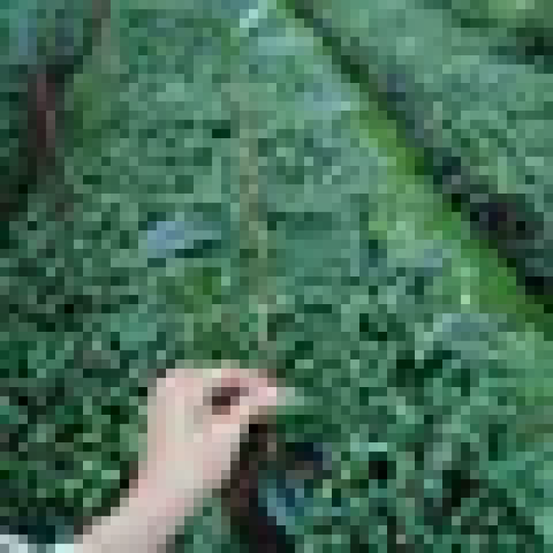 茶花10-13杯小规格自家花圃种植一手货源视频看货放心选