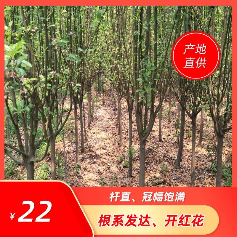 海棠海棠树西府海棠线上交易杆直实地看货