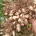 【热卖】四粒红鲜花生，优质花生人工挑选