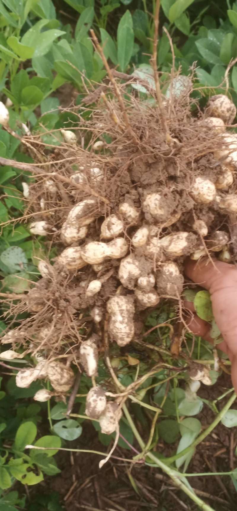 【热卖】四粒红鲜花生，优质花生人工挑选