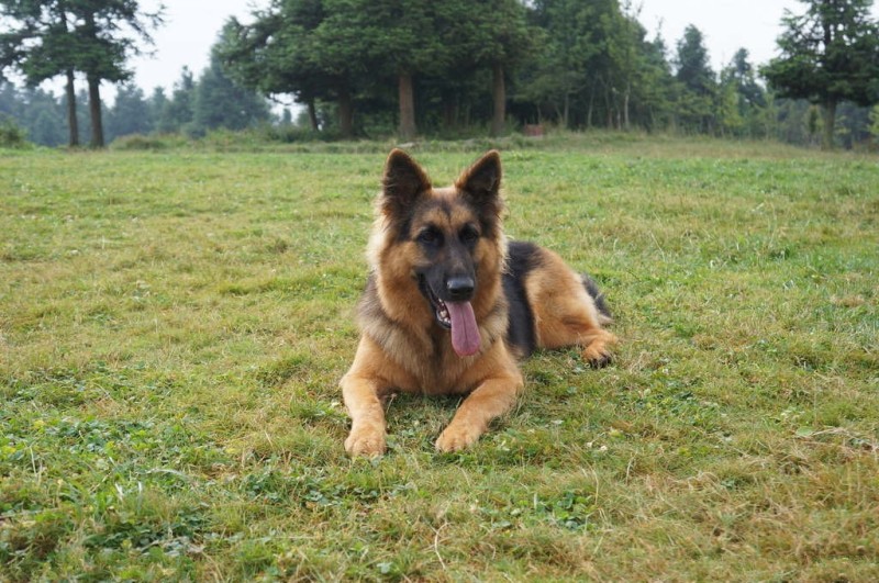 德国牧羊犬血统纯正疫苗齐全可视频挑选