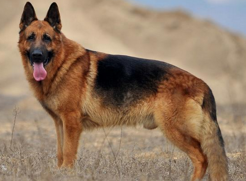 德国牧羊犬血统纯正疫苗齐全可视频挑选