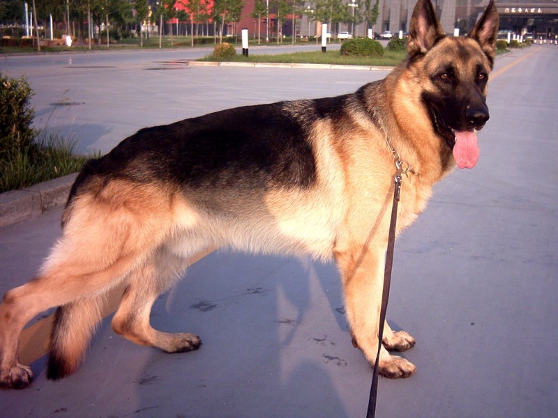 德国牧羊犬血统纯正疫苗齐全可视频挑选