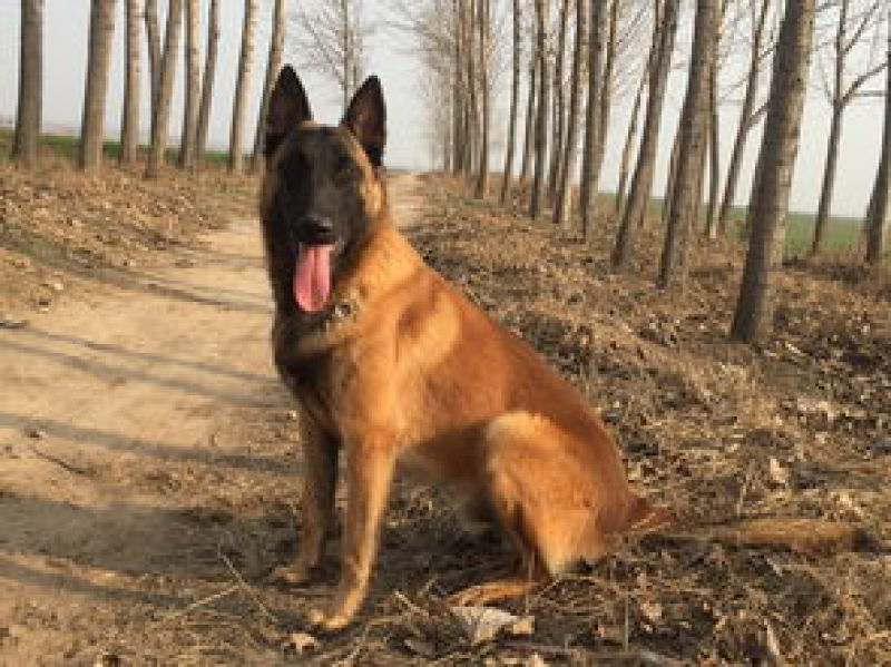 精品马犬兴奋度好品相好血统纯正视频挑选