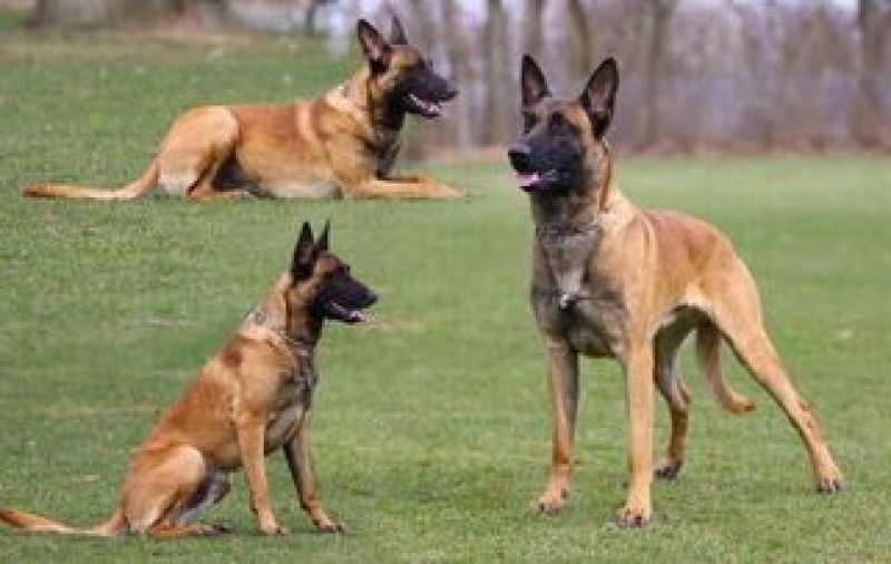 精品马犬兴奋度好品相好血统纯正视频挑选