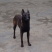 精品马犬兴奋度好品相好血统纯正视频挑选