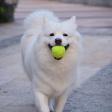 萨摩耶雪橇犬品相可爱血统纯正可视频挑选