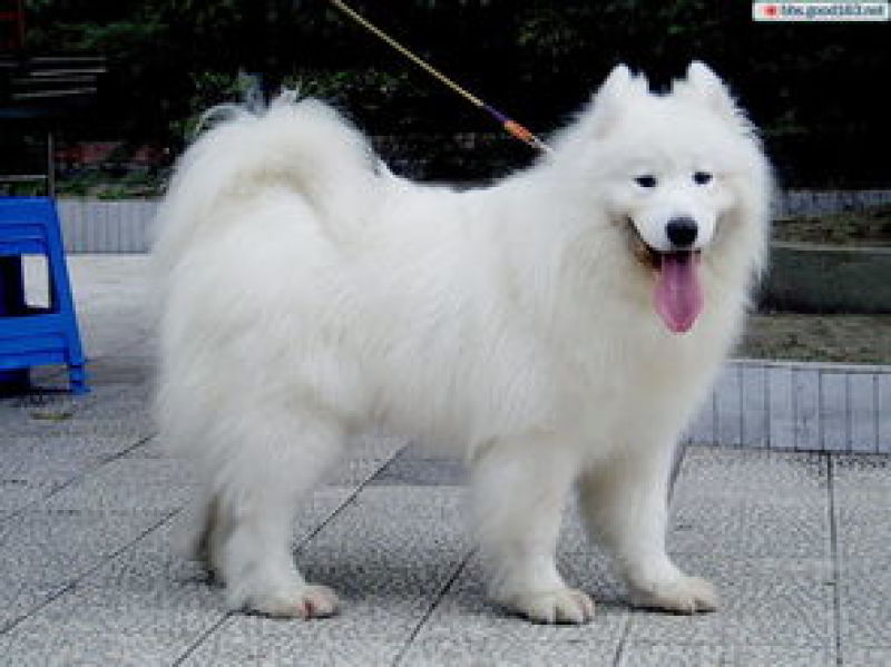 萨摩耶雪橇犬品相可爱血统纯正可视频挑选