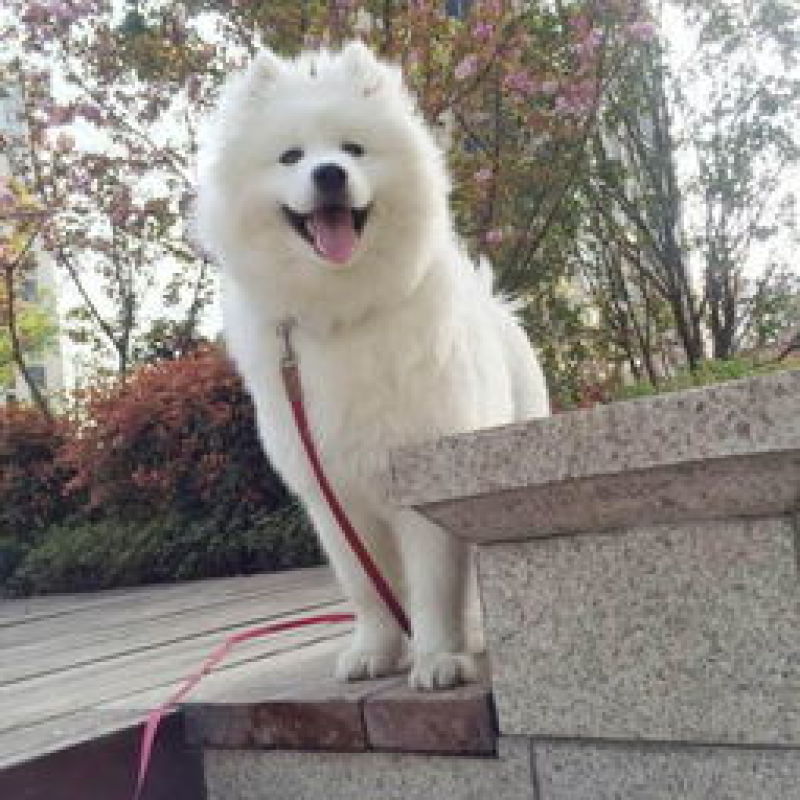 萨摩耶雪橇犬品相可爱血统纯正可视频挑选