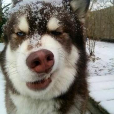 阿拉斯加雪橇犬品相可爱血统纯正可视频挑选