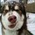 阿拉斯加雪橇犬品相可爱血统纯正可视频挑选