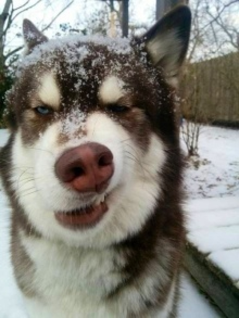阿拉斯加雪橇犬品相可爱血统纯正可视频挑选
