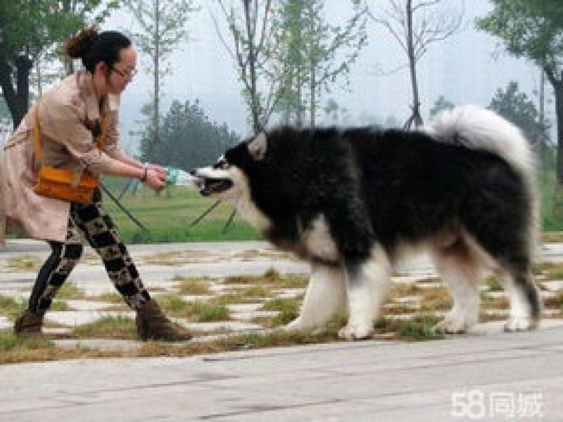 阿拉斯加雪橇犬品相可爱血统纯正可视频挑选