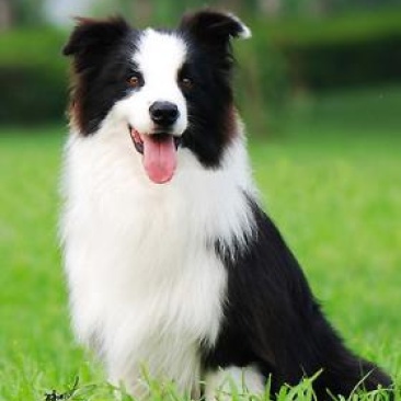 精品边境牧羊犬血统纯正品相可爱可视频挑选