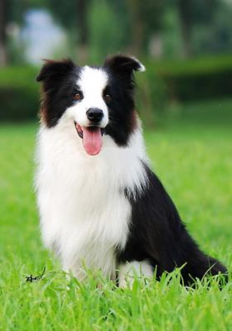精品边境牧羊犬血统纯正品相可爱可视频挑选