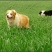 精品边境牧羊犬血统纯正品相可爱可视频挑选