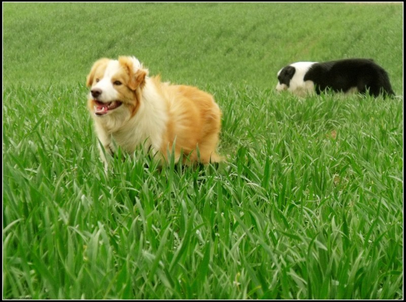 精品边境牧羊犬血统纯正品相可爱可视频挑选