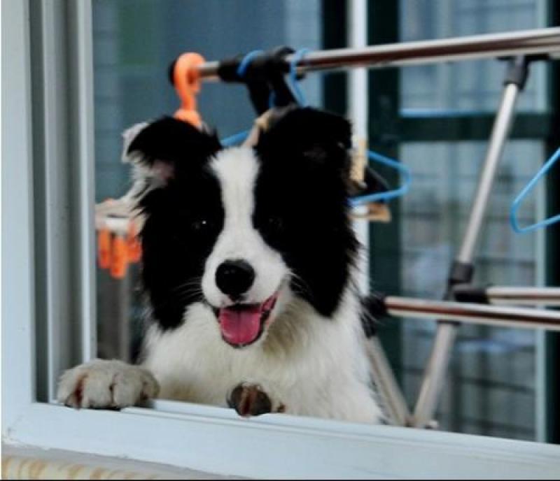 精品边境牧羊犬血统纯正品相可爱可视频挑选