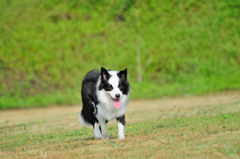 精品边境牧羊犬血统纯正品相可爱可视频挑选