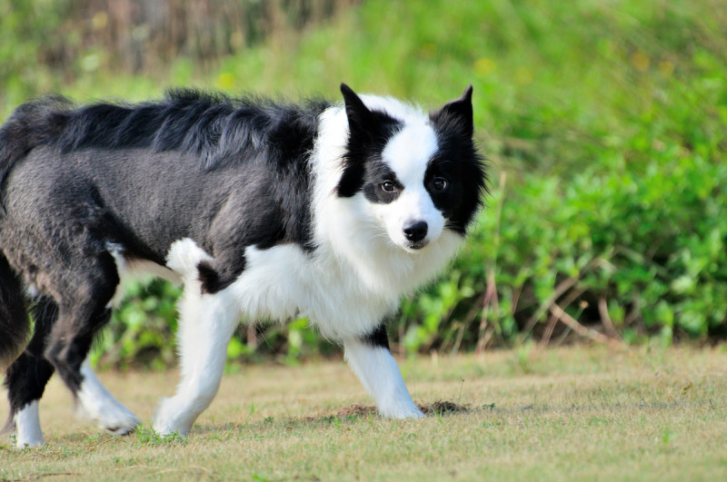 精品边境牧羊犬血统纯正品相可爱可视频挑选